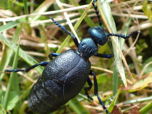Réf. 276 832 : Meloe violaceus